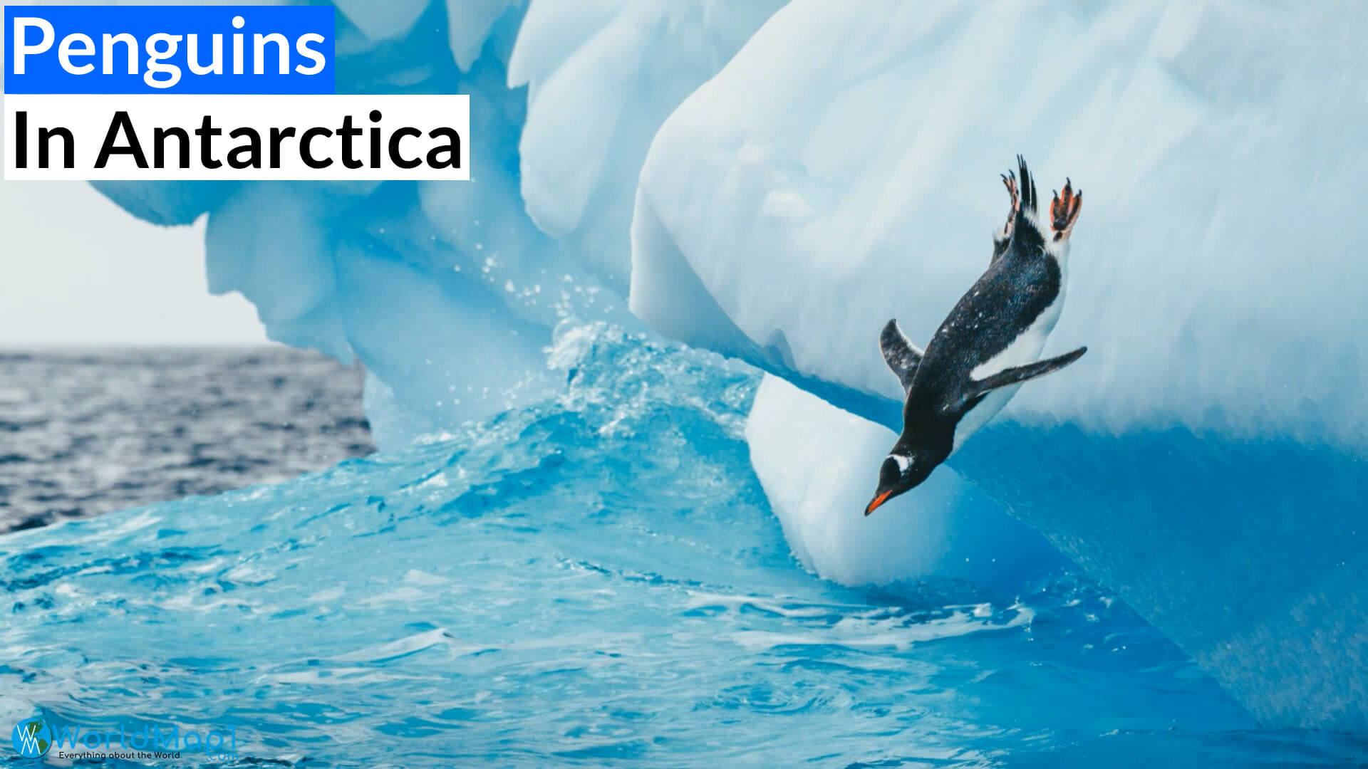 Penguins Diving in Antarctica